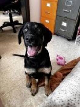 Teddy -  German Shepherd Dog Dog Available for Adoption in Potsdam, New York - Teddy | PetCurious