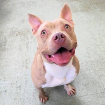 Grace -  Pit Bull Terrier Dog for Adoption in Michigan City, Indiana - Grace | PetCurious