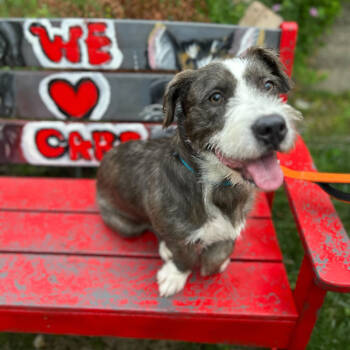 Rescue Mixed Breed and Terrier Dogs for Adoption in Skokie, Illinois - Hobbes | PetCurious