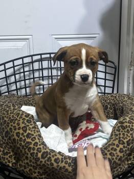 Rescue Beagle Dogs for Adoption - Jasper | PetCurious