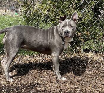 Pit Bull Terrier Dogs Available for Adoption in Island Lake, Illinois - Lola | PetCurious