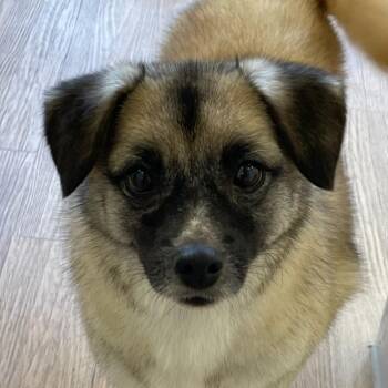 HERA -  Mixed Breed Dog for Adoption in Johns Creek, Georgia - HERA | PetCurious