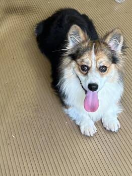 GUS -  Corgi Dog for Adoption in Rossford, Ohio - GUS | PetCurious