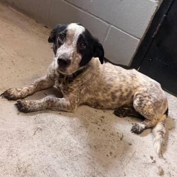 Rocco -  Australian Cattle Dog Blue Heeler and Dachshund Dog for Adoption in Brownsboro, Alabama - Rocco | PetCurious