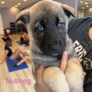 Nutmeg -  German Shepherd Dog and Husky Dog for Adoption - Nutmeg | PetCurious
