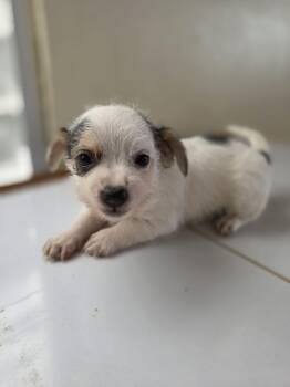 Leah -  Chihuahua and Terrier Dog for Adoption in Virginia Beach, Virginia - Leah | PetCurious