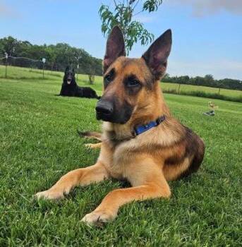 Rex -  German Shepherd Dog Dog Available for Adoption in Dallas, Texas - Rex | PetCurious