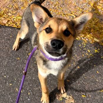 Rescue Mixed Breed Dogs for Adoption in Moab, Utah - Duke | PetCurious