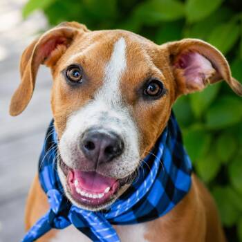 Charlie -  Hound and Terrier Dog for Adoption in Humble, Texas - Charlie | PetCurious