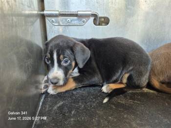 SAFFRON -  Hound Dog for Adoption in San Antonio, Texas - SAFFRON | PetCurious