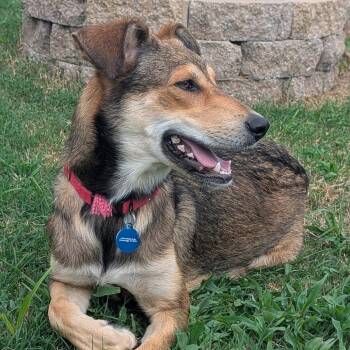 Mama Rainbow -  Mixed Breed Dog for Adoption in Chattanooga, Tennessee - Mama Rainbow | PetCurious