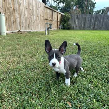 Pansy -  Staffordshire Bull Terrier and Labrador Retriever Dog for Adoption in South Houston, Texas - Pansy | PetCurious