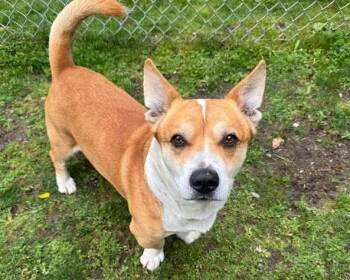 Corgi and Affenpinscher Dogs Available for Adoption in Coupeville, Washington - Gator | PetCurious