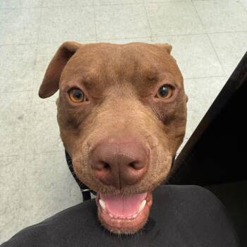 Pachino -  Pit Bull Terrier Dog for Adoption in Philadelphia, Pennsylvania - Pachino | PetCurious
