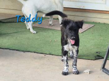 Collie Dogs Available for Adoption in Rutledge, Tennessee - Teddy | PetCurious