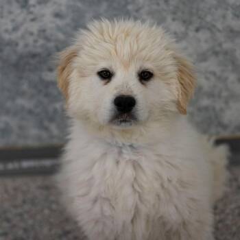 Gus (JN26-04) -  Great Pyrenees and Mixed Breed Dog for Adoption in Peyton, Colorado - Gus (JN26-04) | PetCurious