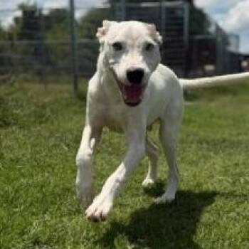 Jack Rabbit -  Mixed Breed Dog for Adoption in Walker, Michigan - Jack Rabbit | PetCurious