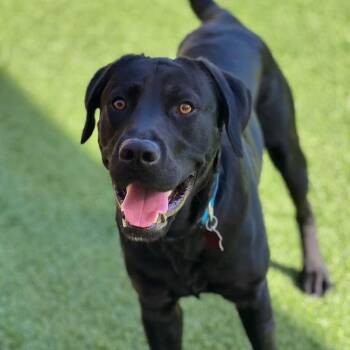 Rescue Labrador Retriever Dogs for Adoption in San Diego, California - Slade | PetCurious