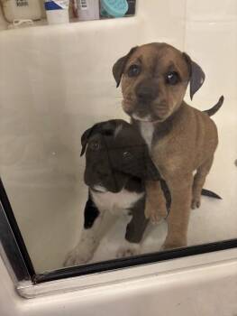 Rescue Labrador Retriever Dogs for Adoption in North Charleston, South Carolina - Damon Salvatore | PetCurious