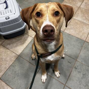 Toffee -  Mixed Breed Dog for Adoption in Chattanooga, Tennessee - Toffee | PetCurious