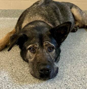 Norwegian Elkhound Dogs Available for Adoption in Columbia, Illinois - Howard | PetCurious