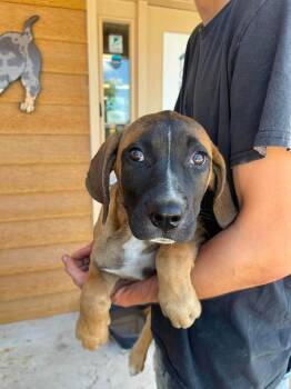 Cumulus -  Boxer and Coonhound Dog for Adoption in Bolivar, Missouri - Cumulus | PetCurious
