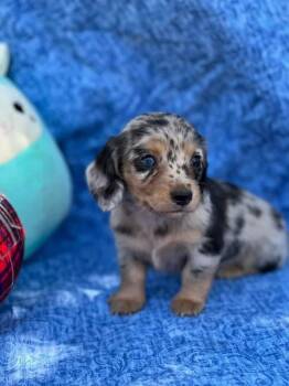 Ginger -  Dachshund Dog for Adoption in West Caldwell, New Jersey - Ginger | PetCurious