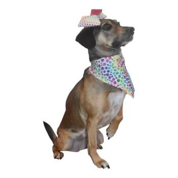 Junie -  Beagle Dog for Adoption in Springfield, Ohio - Junie | PetCurious