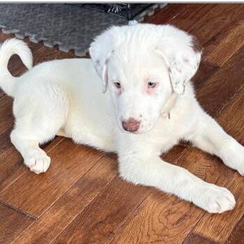 Shepherd and Mixed Breed Dogs Available for Adoption in Shorewood, Illinois - Dottie | PetCurious