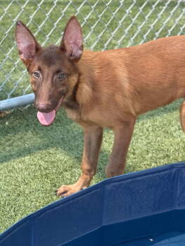 Rescue Belgian Shepherd Malinois Dogs for Adoption in Holbrook, New York - BOBBY | PetCurious
