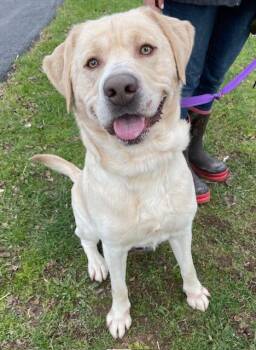 Rescue Yellow Labrador Retriever Dogs for Adoption in Honesdale, Pennsylvania - Benji | PetCurious