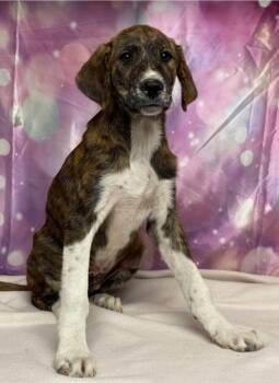 Soot -  Great Dane Dog for Adoption in Sedalia, Colorado - Soot | PetCurious