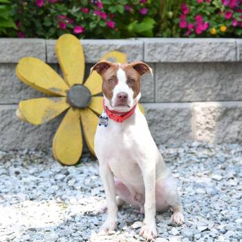 Hootie -  Hound Dog for Adoption in Wake Forest, North Carolina - Hootie | PetCurious