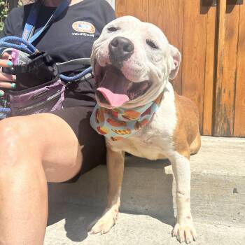 Cannon Ball -  Pit Bull Terrier Dog for Adoption in Buffalo, New York - Cannon Ball | PetCurious