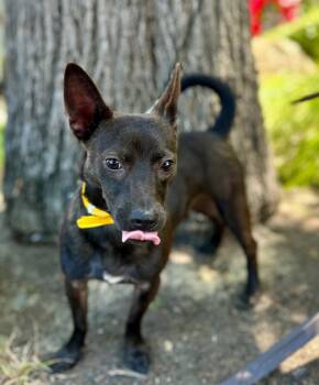 Wonka -  Miniature Pinscher Dog for Adoption in Palo Alto, California - Wonka | PetCurious