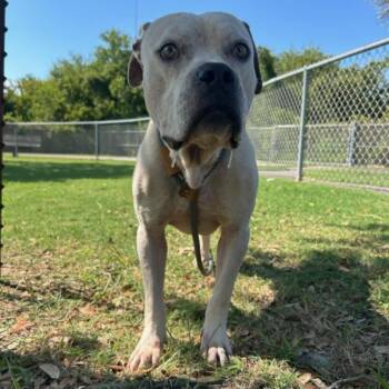 Rescue Pit Bull Terrier and Mixed Breed Dogs for Adoption in Texas City, Texas - ALBUS | PetCurious