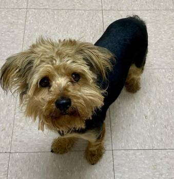 Yorkshire Terrier Dogs Available for Adoption in Tifton, Georgia - Chico | PetCurious
