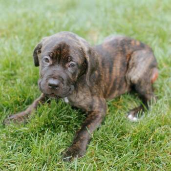 Carl -  Cane Corso Dog for Adoption in Northbrook, Illinois - Carl | PetCurious