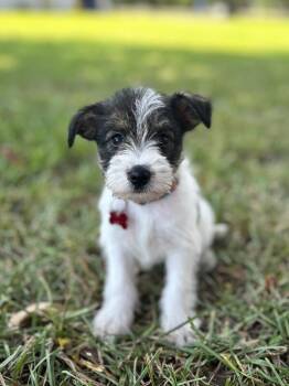 Chips -  Jack Russell Terrier and Mixed Breed Dog for Adoption in Aiken, South Carolina - Chips | PetCurious
