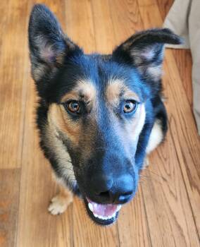 Noodles -  German Shepherd Dog Dog for Adoption in Lafayette, California - Noodles | PetCurious