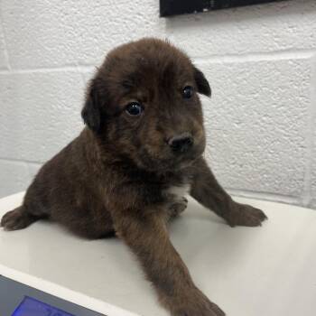Shepherd Dogs Available for Adoption in Edinburg, Texas - Spidey | PetCurious