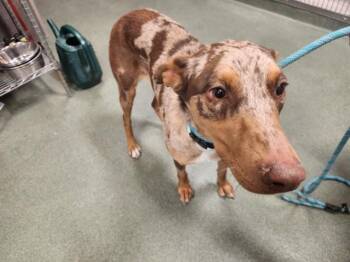 Mixed Breed Dogs Available for Adoption - A174360 | PetCurious