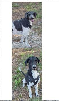 Knox and Steal -  Bernadoodle Dog for Adoption in Land O