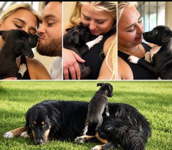 Rori -  Labrador Retriever Dog for Adoption in Scottsdale, Arizona - Rori | PetCurious