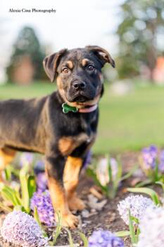 German Shepherd Dog Dogs Available for Adoption in Drumbo, Ontario - Pascalie | PetCurious