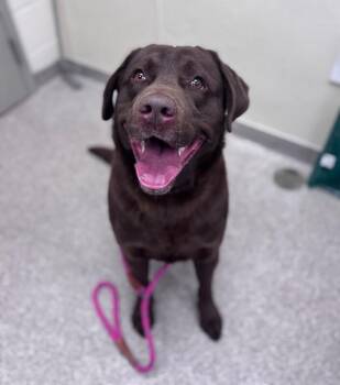 Chocolate Labrador Retriever Dogs Available for Adoption - Shiner | PetCurious