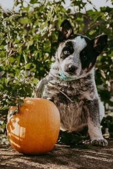 Milky Way -  Australian Cattle Dog Blue Heeler Dog for Adoption in Waunakee, Wisconsin - Milky Way | PetCurious