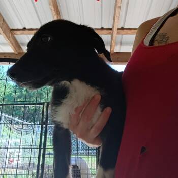 Costco -  German Shepherd Dog Dog for Adoption in Pekin, Illinois - Costco | PetCurious