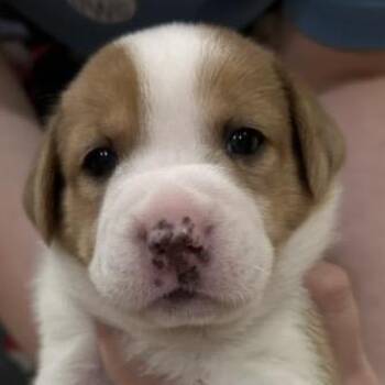 Stella 22708 -  Australian Shepherd and Mixed Breed Dog for Adoption in Cumming, Georgia - Stella 22708 | PetCurious