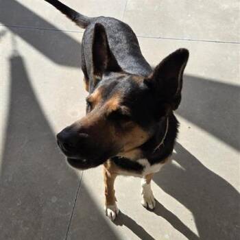 German Shepherd Dog and Labrador Retriever Dogs Available for Adoption in Freeport, Florida - Aida | PetCurious